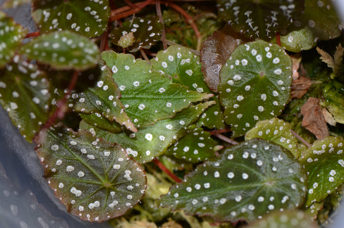 Begonia tropaeolifolia