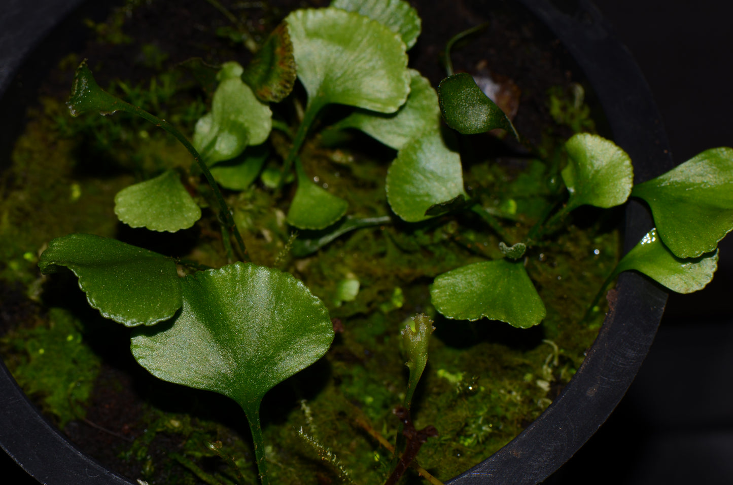 Elaphoglossum peltatum var. "Standleyi"