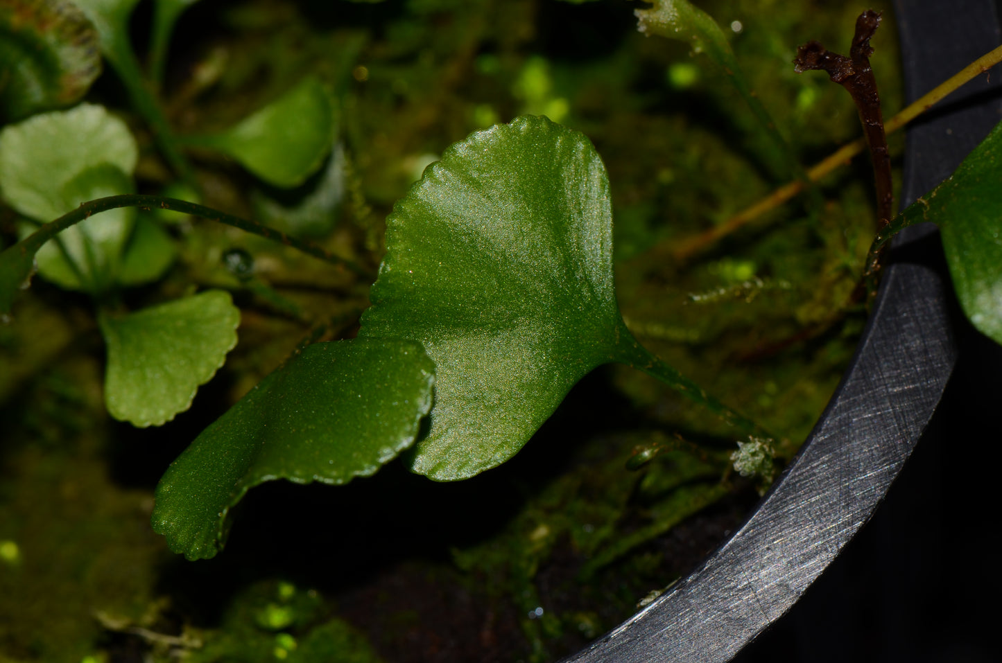 Elaphoglossum peltatum var. "Standleyi"