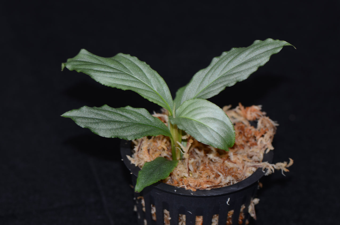 Rhodospatha sp. Iquitos Green