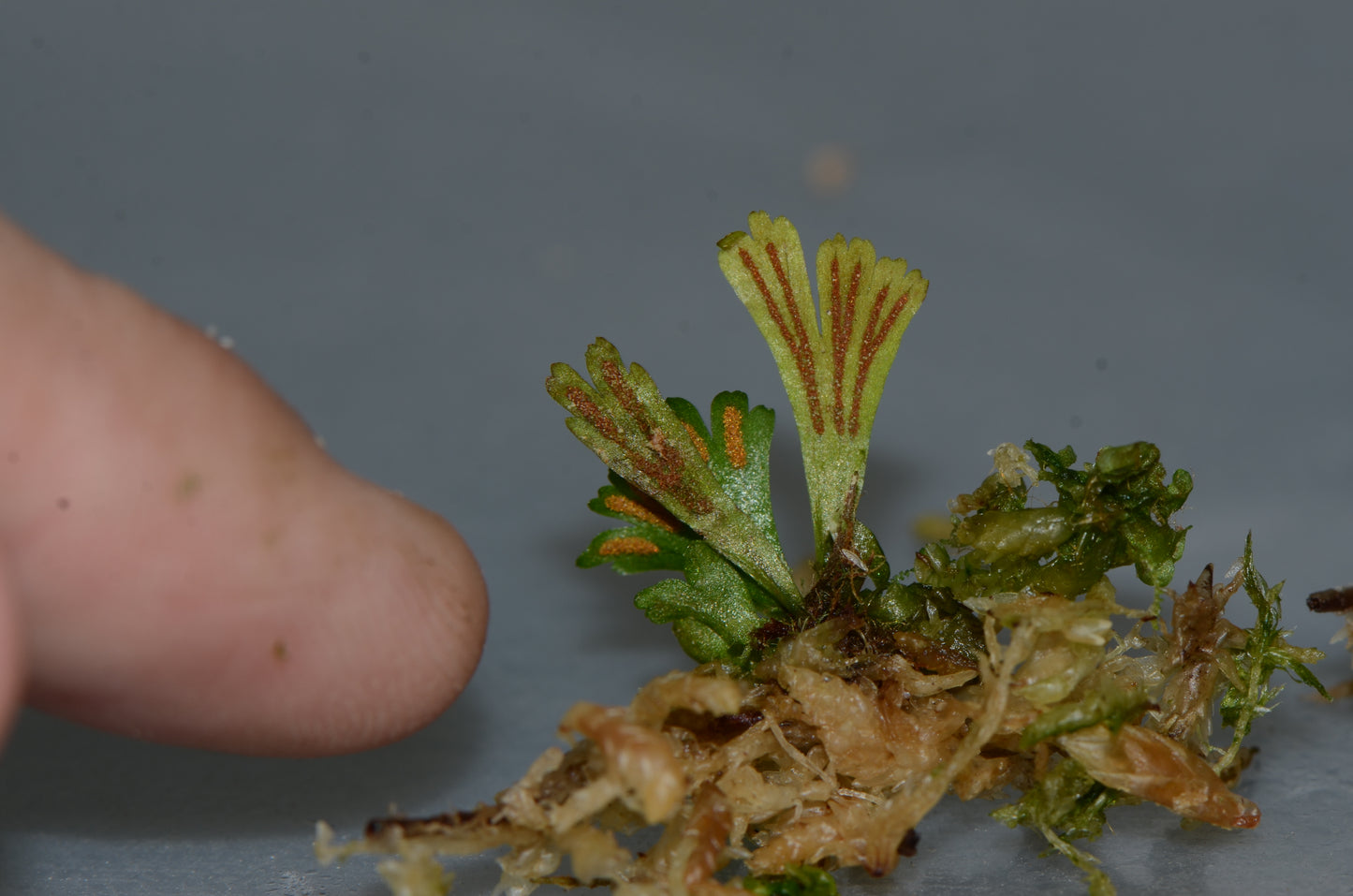 Hecistopteris pumila