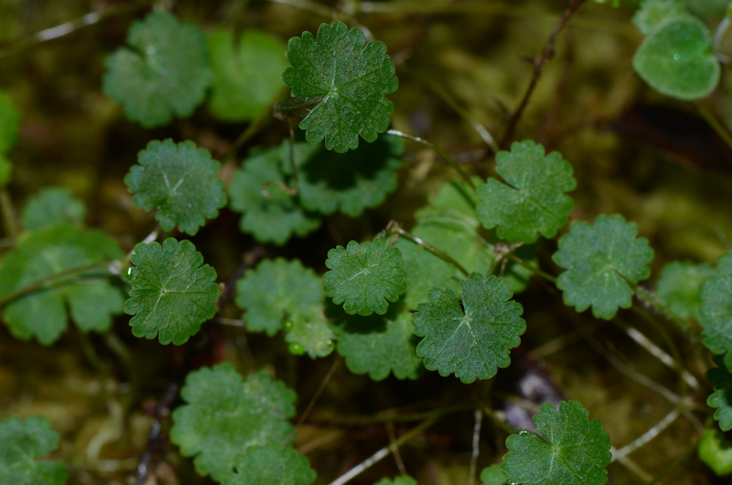 Hydrocoytle sp. "Northern Peru"