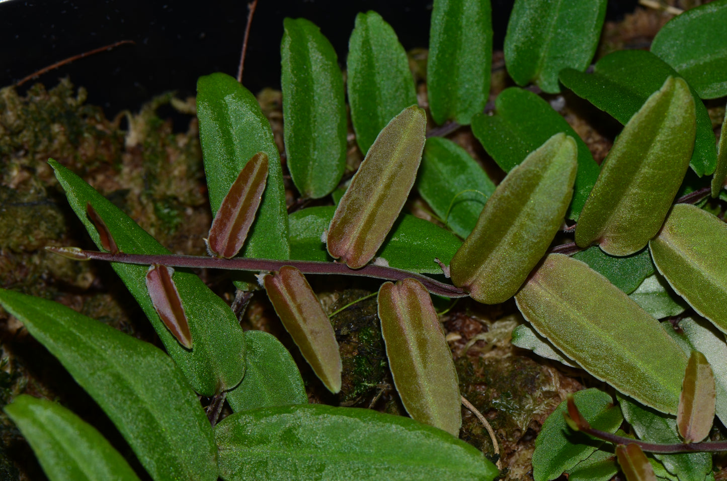 Marcgravia sp. "Highlands"