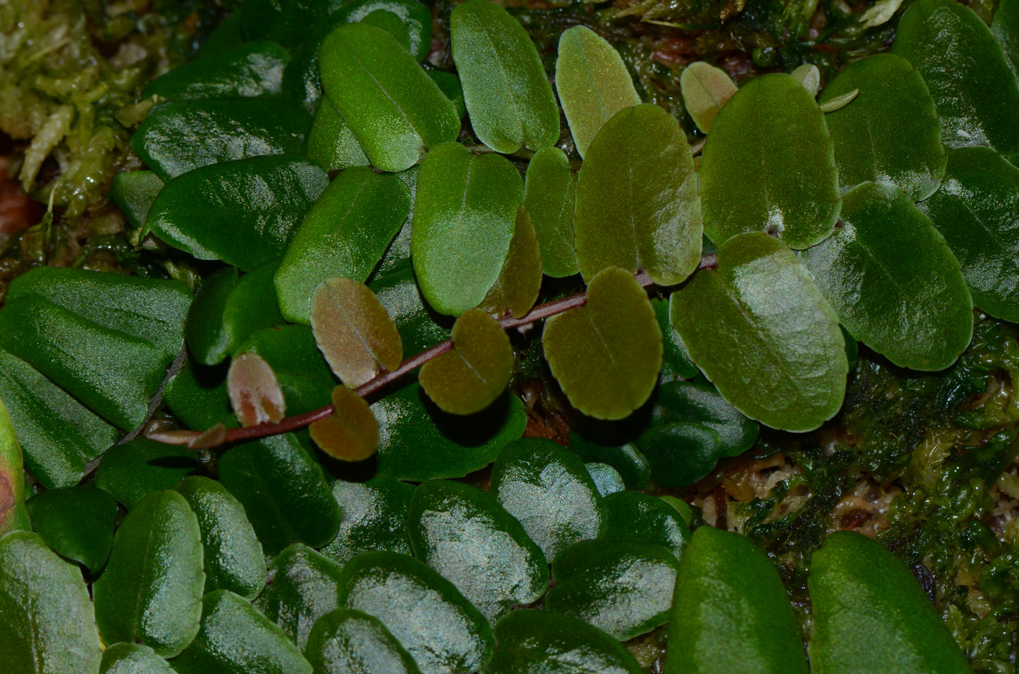 Marcgravia sp. "Chazuta"