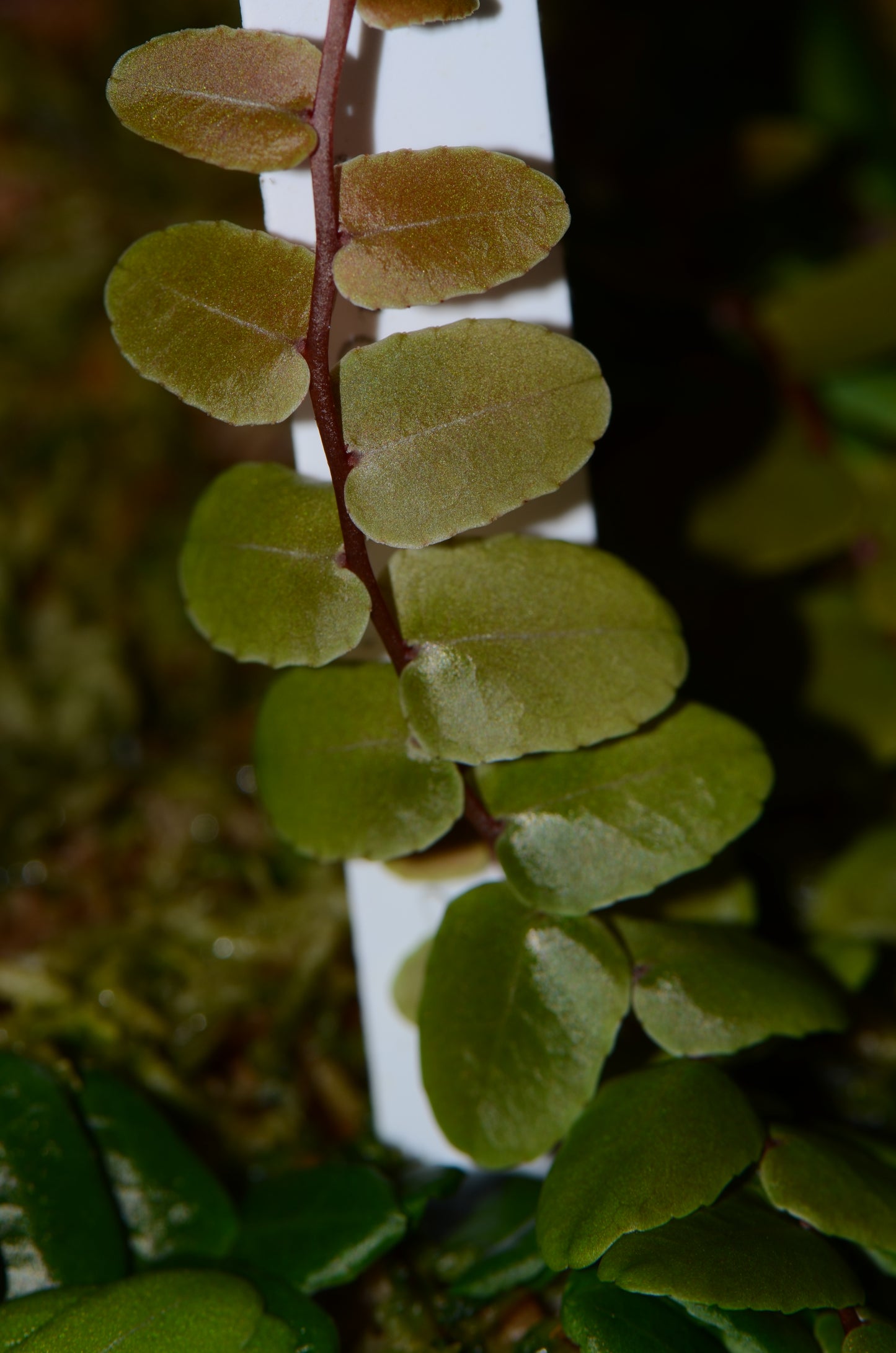 Marcgravia sp. "Chazuta"