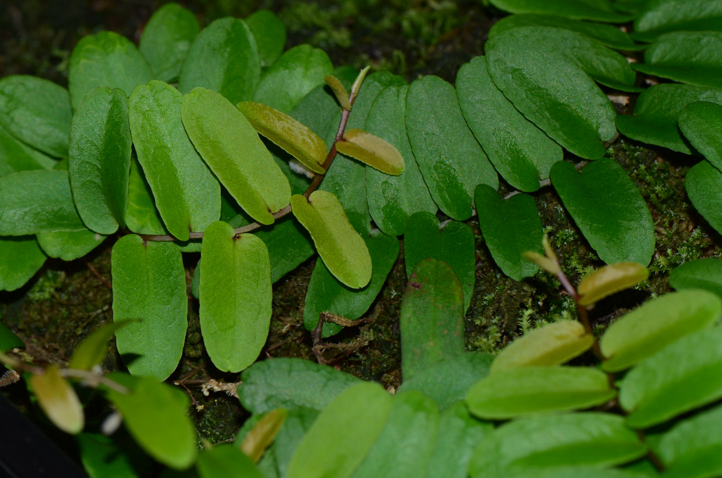 Marcgravia sp. "Amarillo"