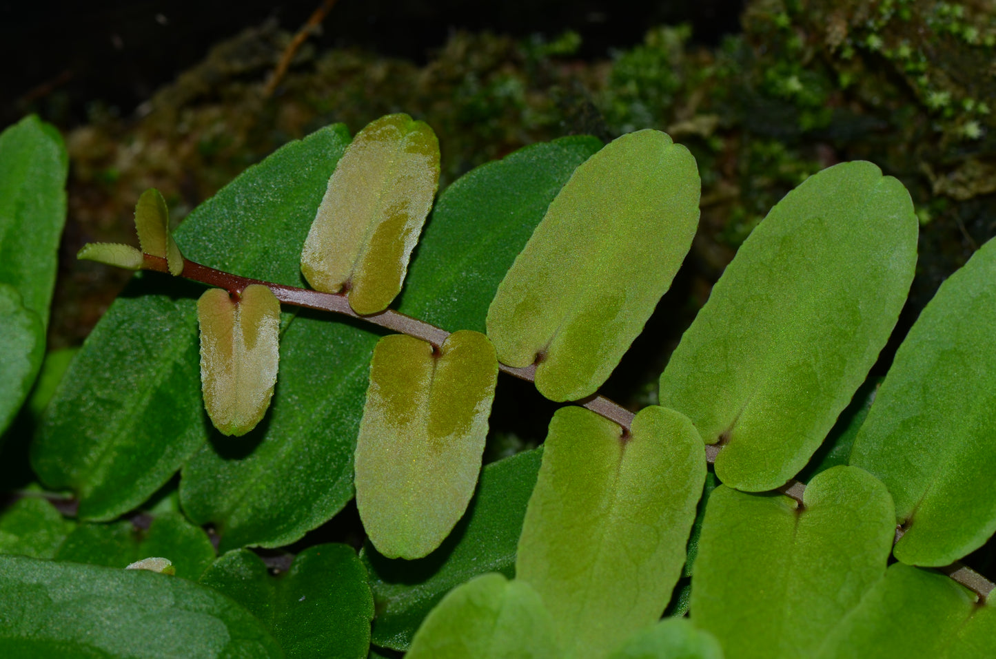 Marcgravia sp. "Amarillo"