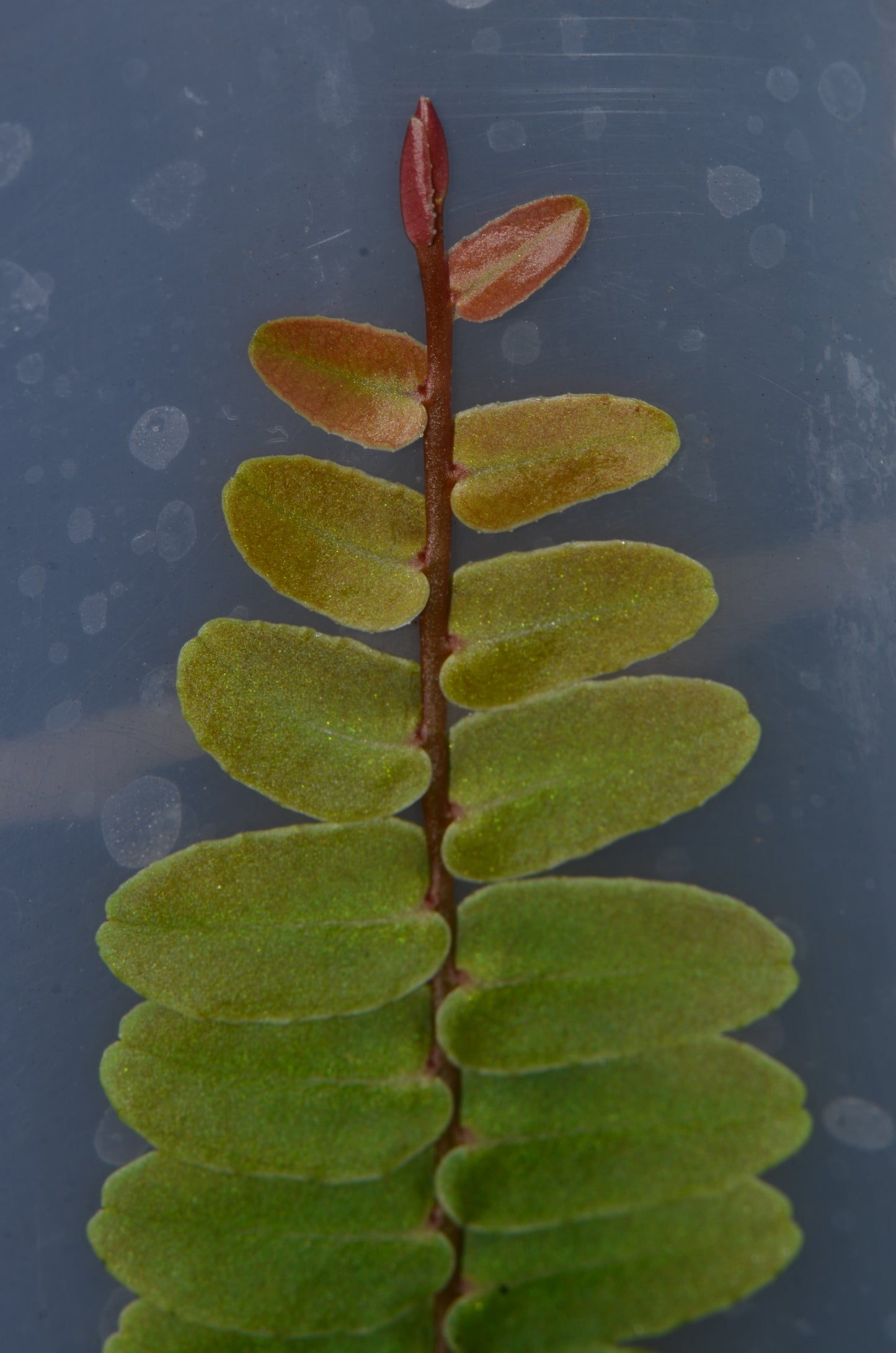 Marcgravia aff. rectifolia "Peru"