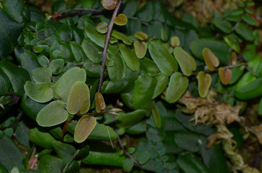 Marcgravia aff. rectifolia "Peru"