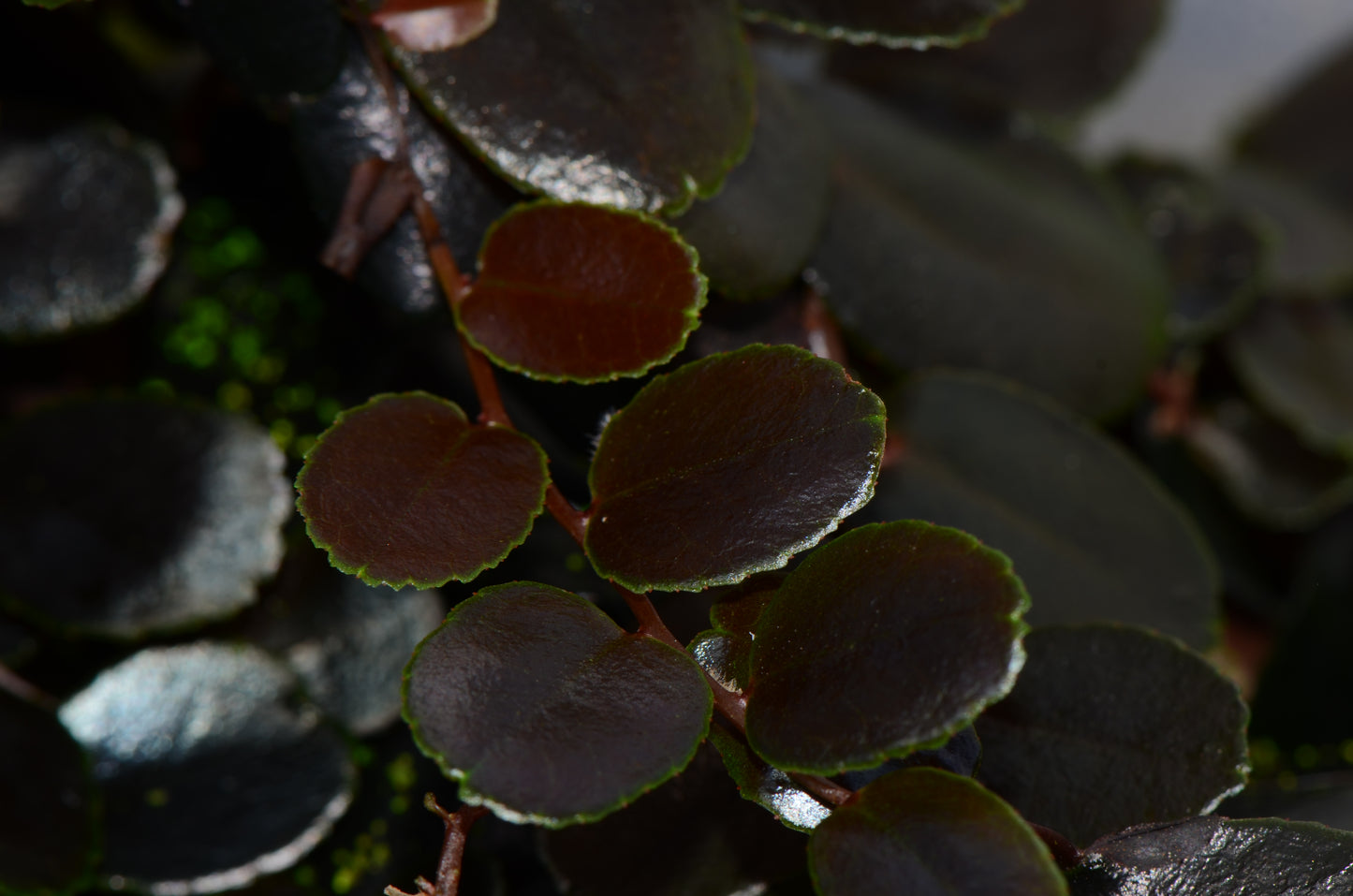 Marcgravia sp. "Burgundy/Brown"