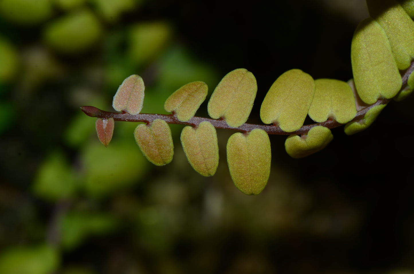 Marcgravia sp. "Enano"