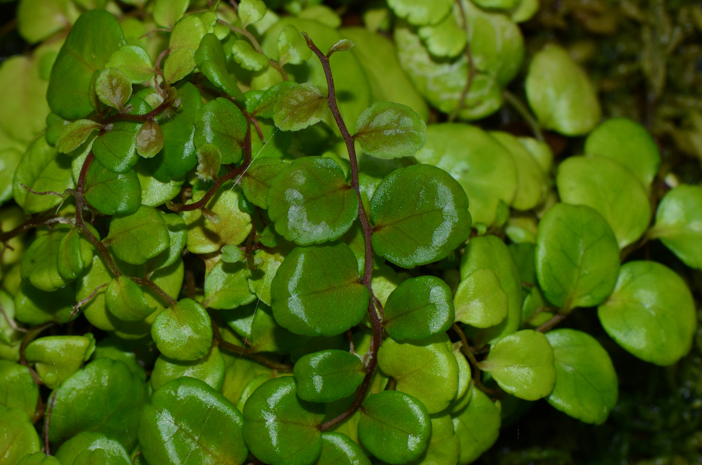 Marcgravia sp. "Iquitos Round"