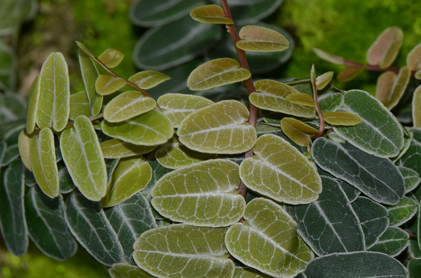 Marcgravia umbellata