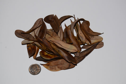 Marupa leaves