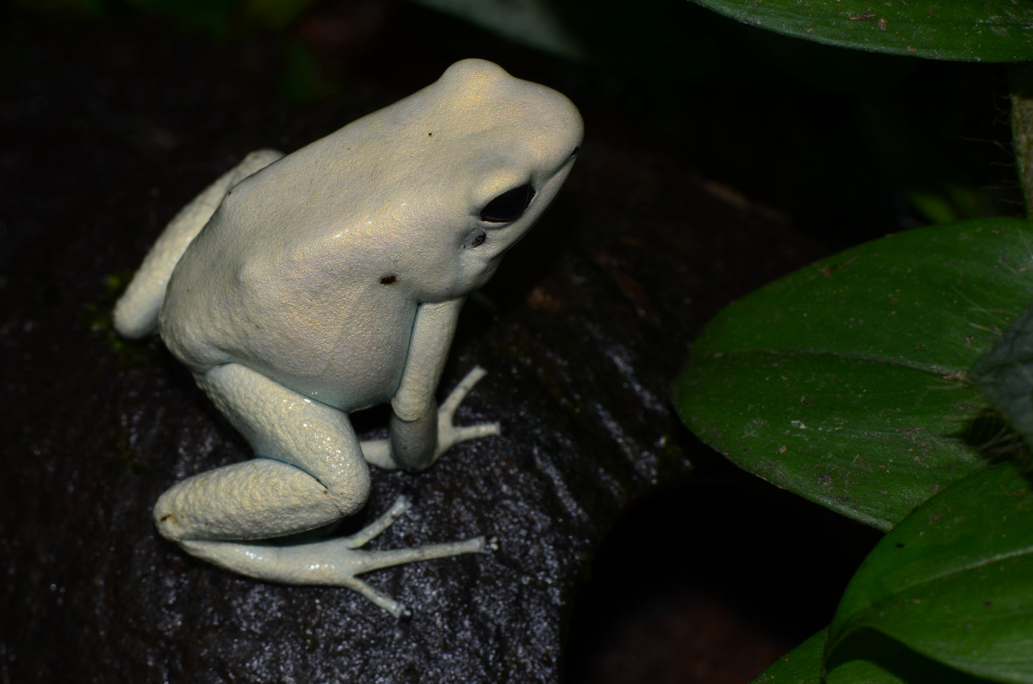 Phyllobates terribilis "Mint"