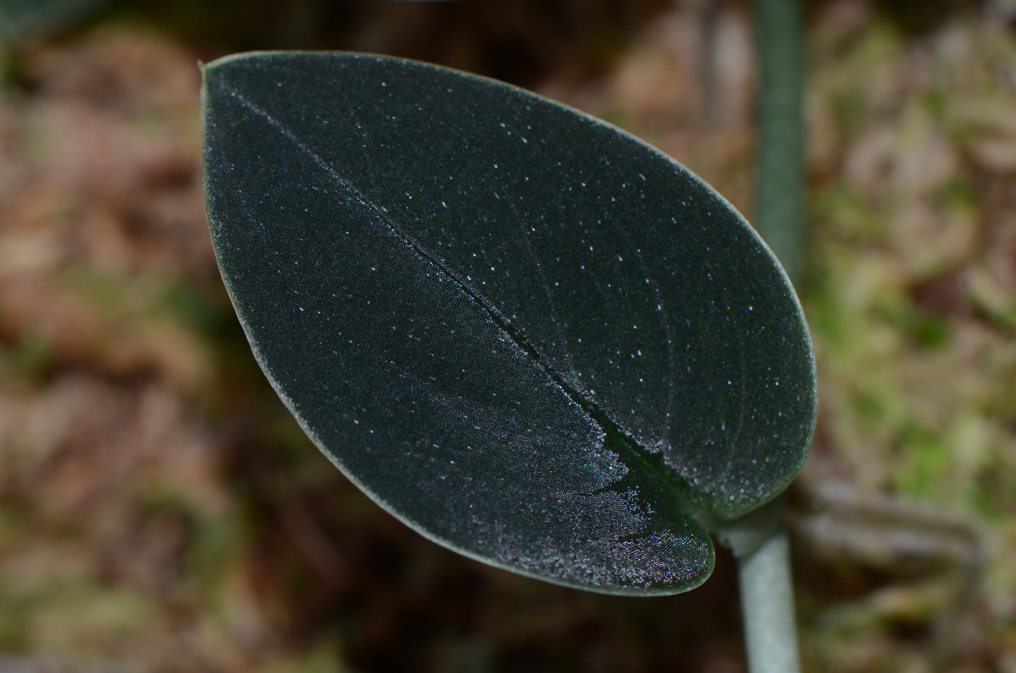 Monstera sp. "Dark Velvet"