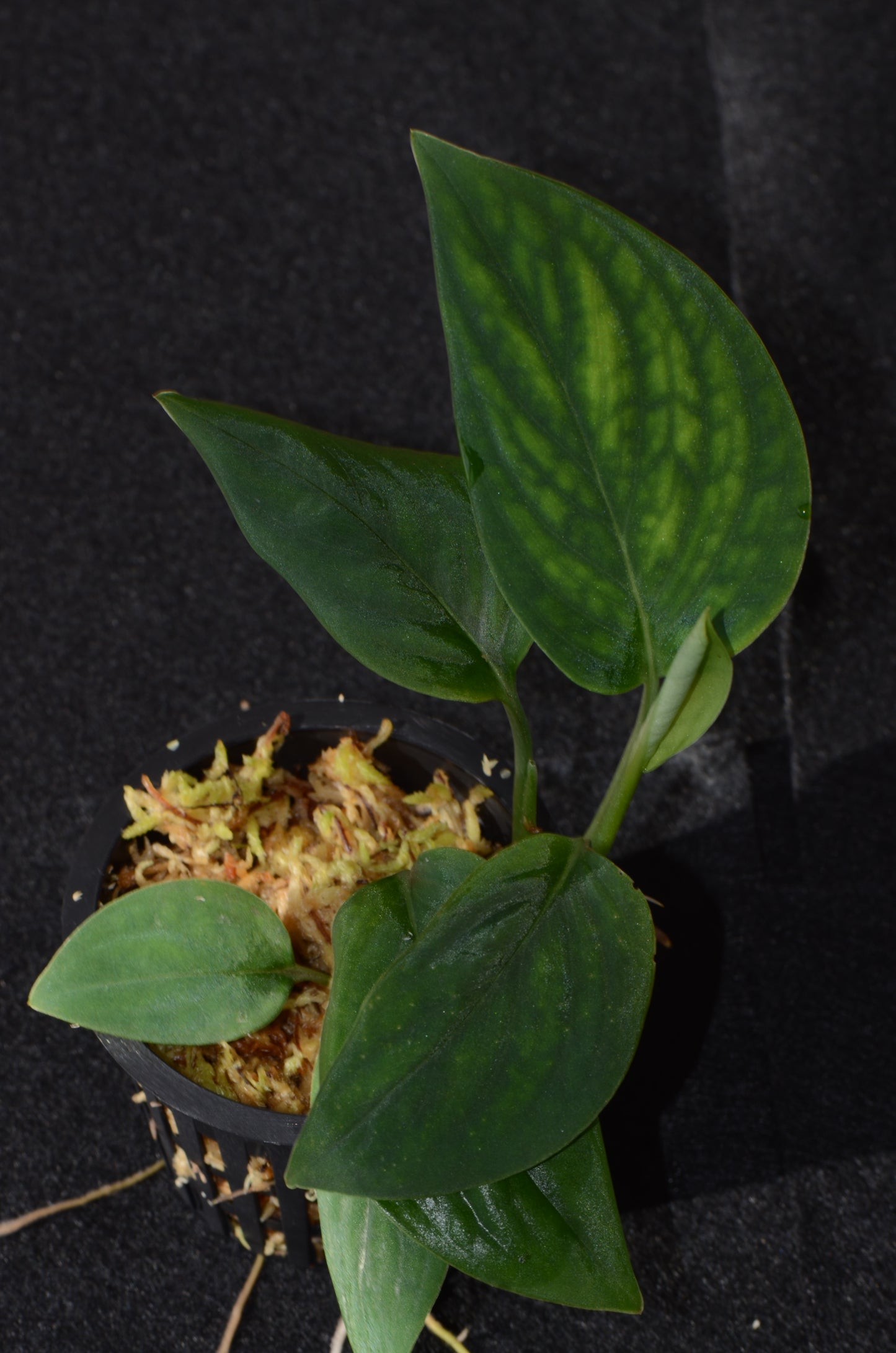 Monstera sp. "Light Velvet"