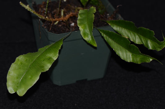 Oleandra sp. #1 "Ecuador"