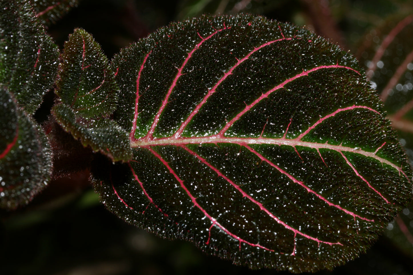 Pearcea hypocyrtiflora