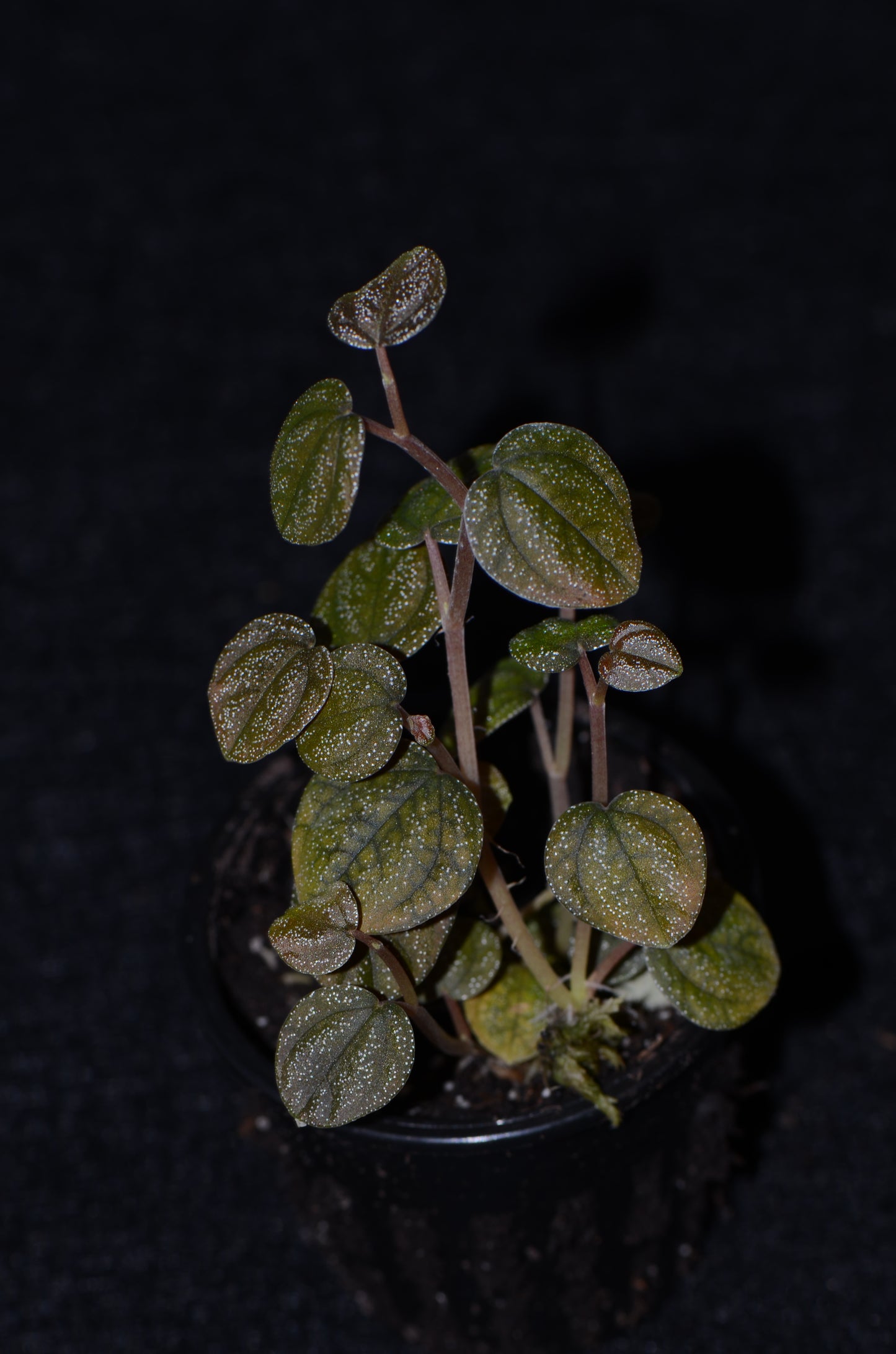 Peperomia antoniana