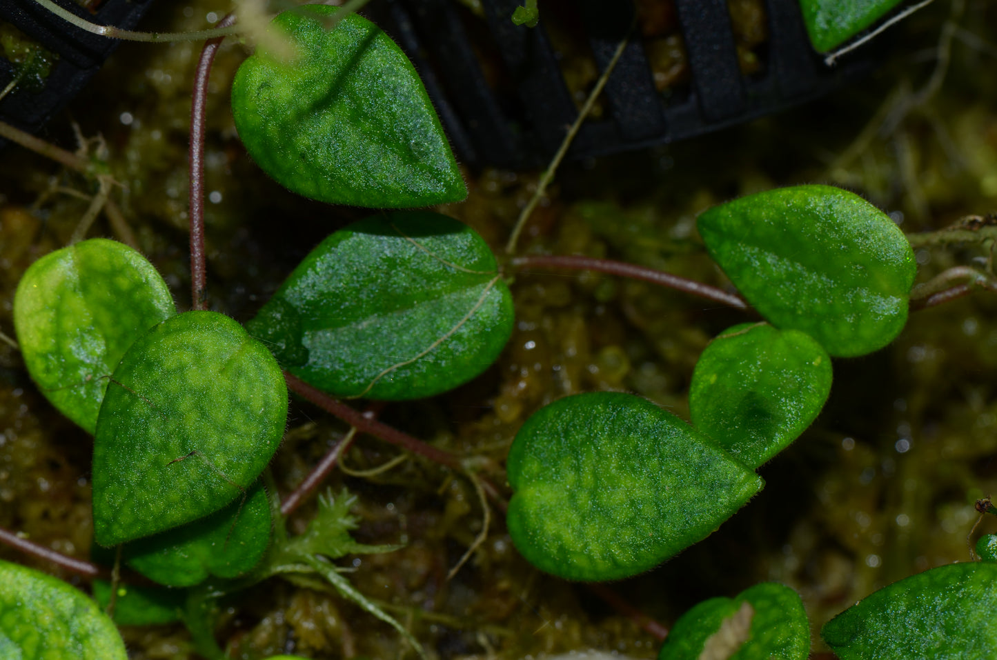 Peperomia perciliata