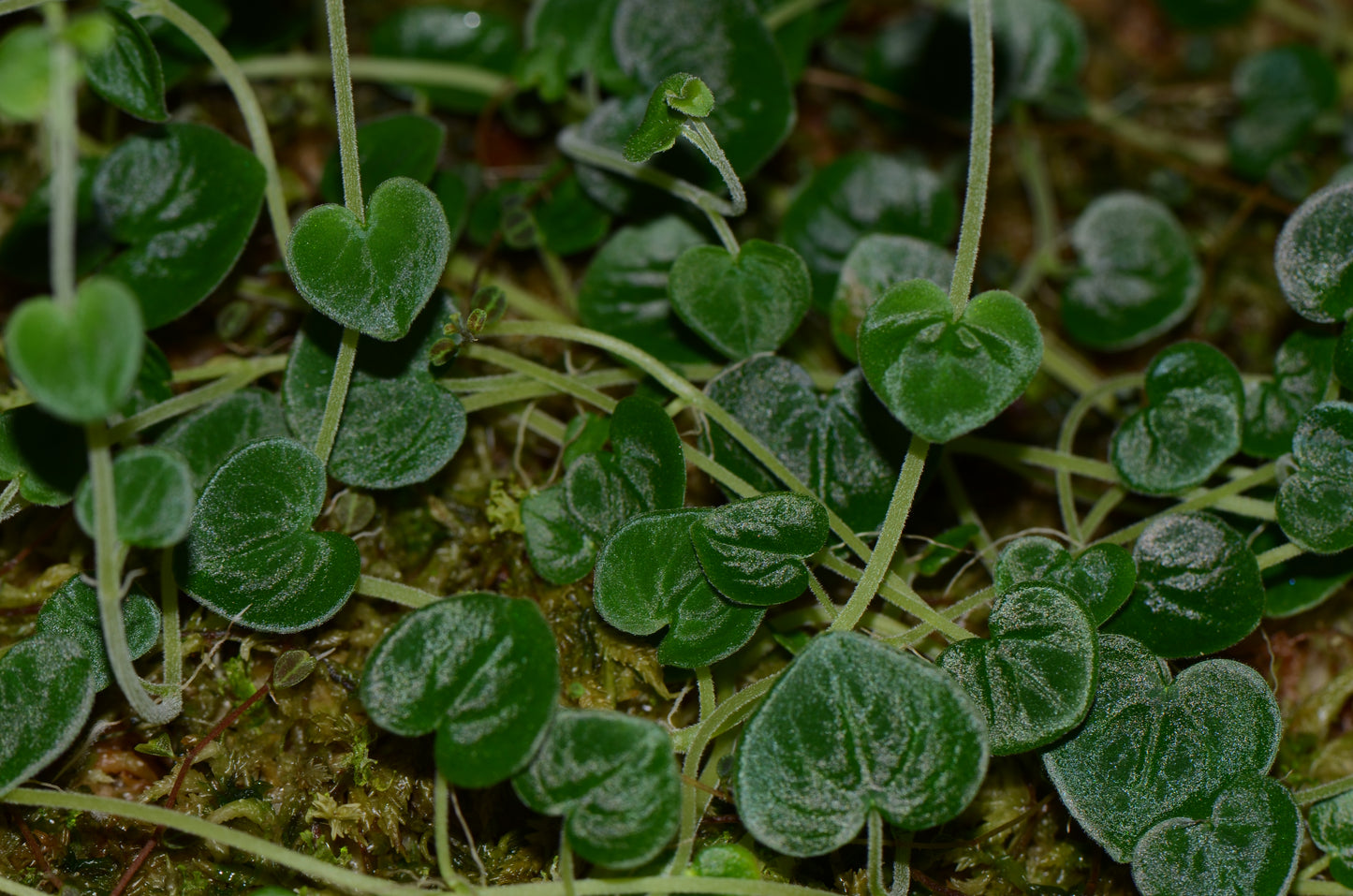 Peperomia reptans