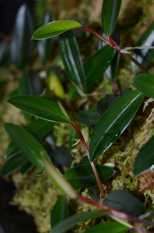 Philodendron pierrelianum "Darkside"