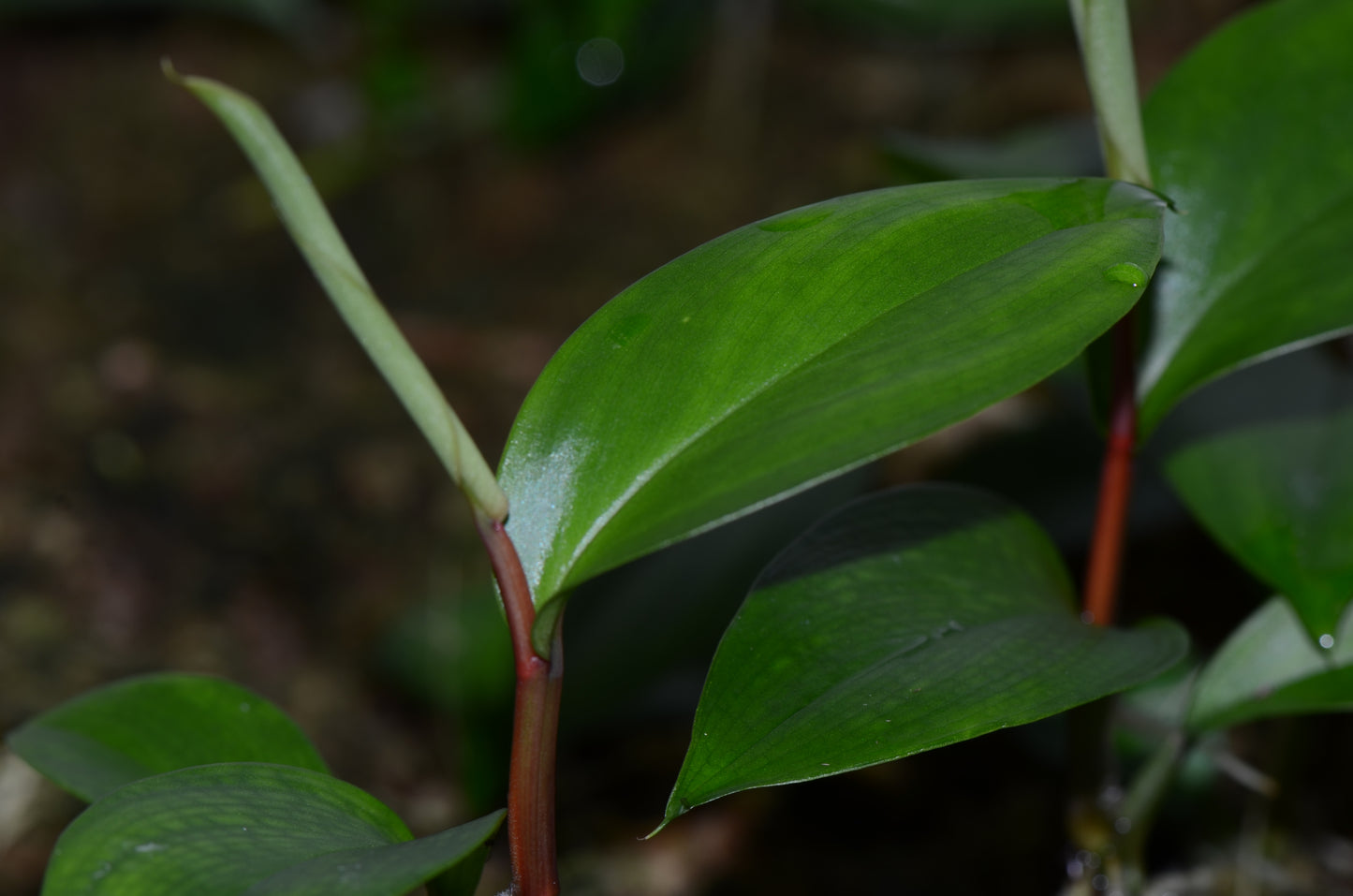 Philodendron aff. pierrelianum "Red Petiole"