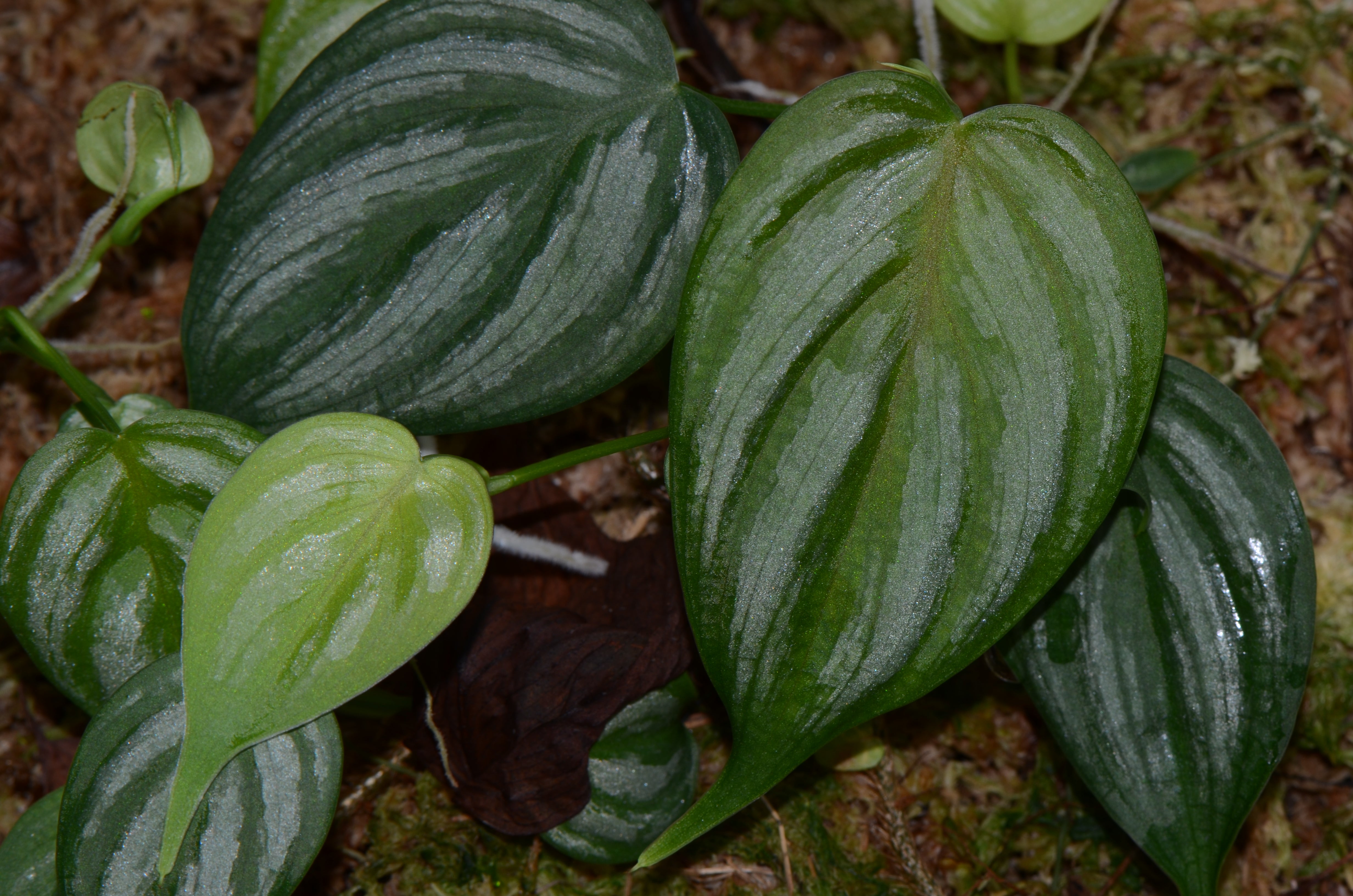 flora of peru araceae philodendron Philodendron aff. brandtianum "Peru" – Understory Enterprises