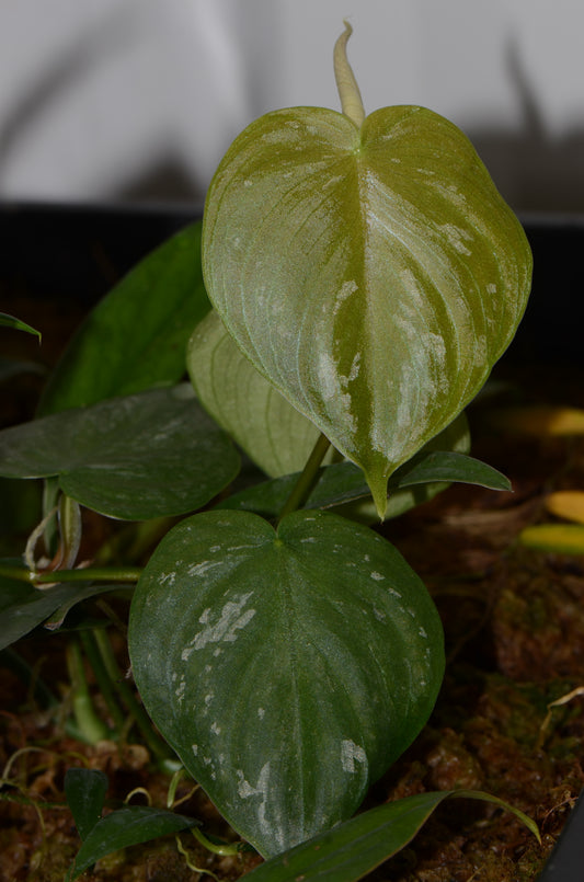 Philodendron aff. brantianum "Reduced Pattern"