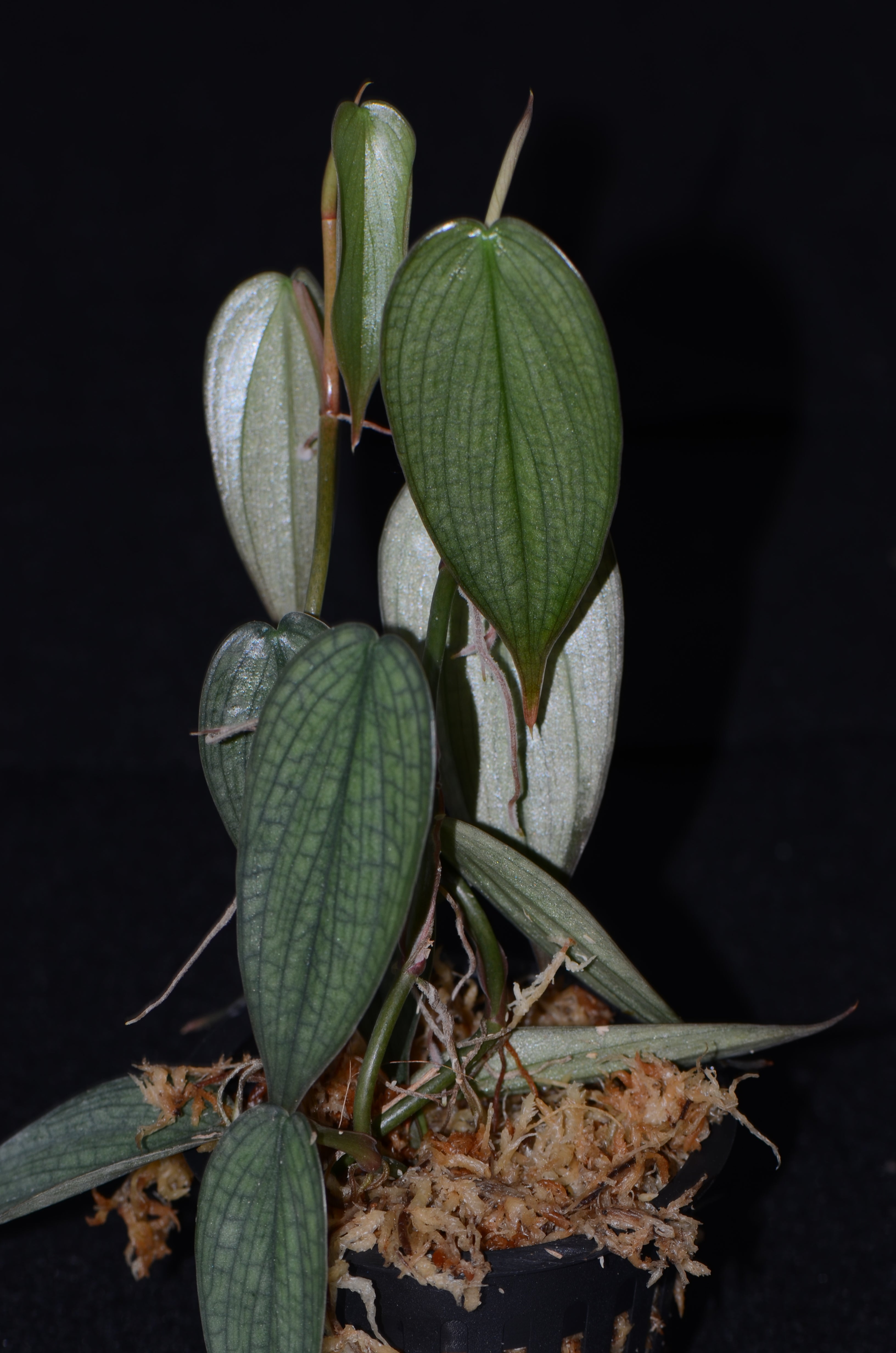 philodendron burle marx splash Philodendron sp. "Burle Marx Fantasy" – Understory Enterprises