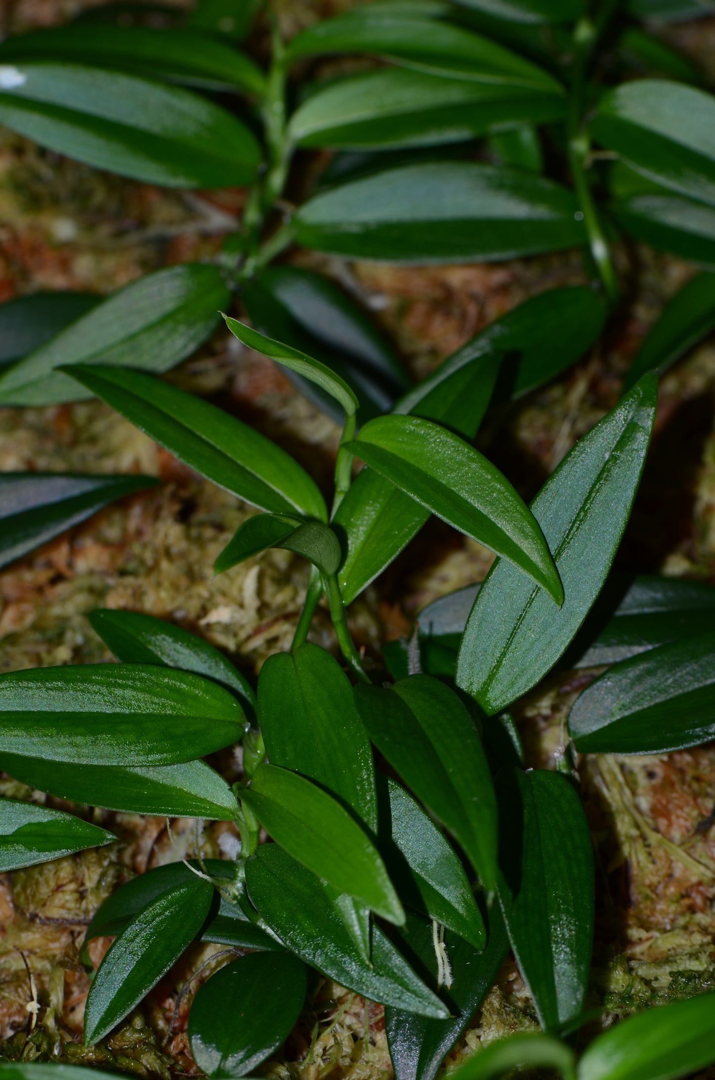 Philodendron sp. "Green Spear"