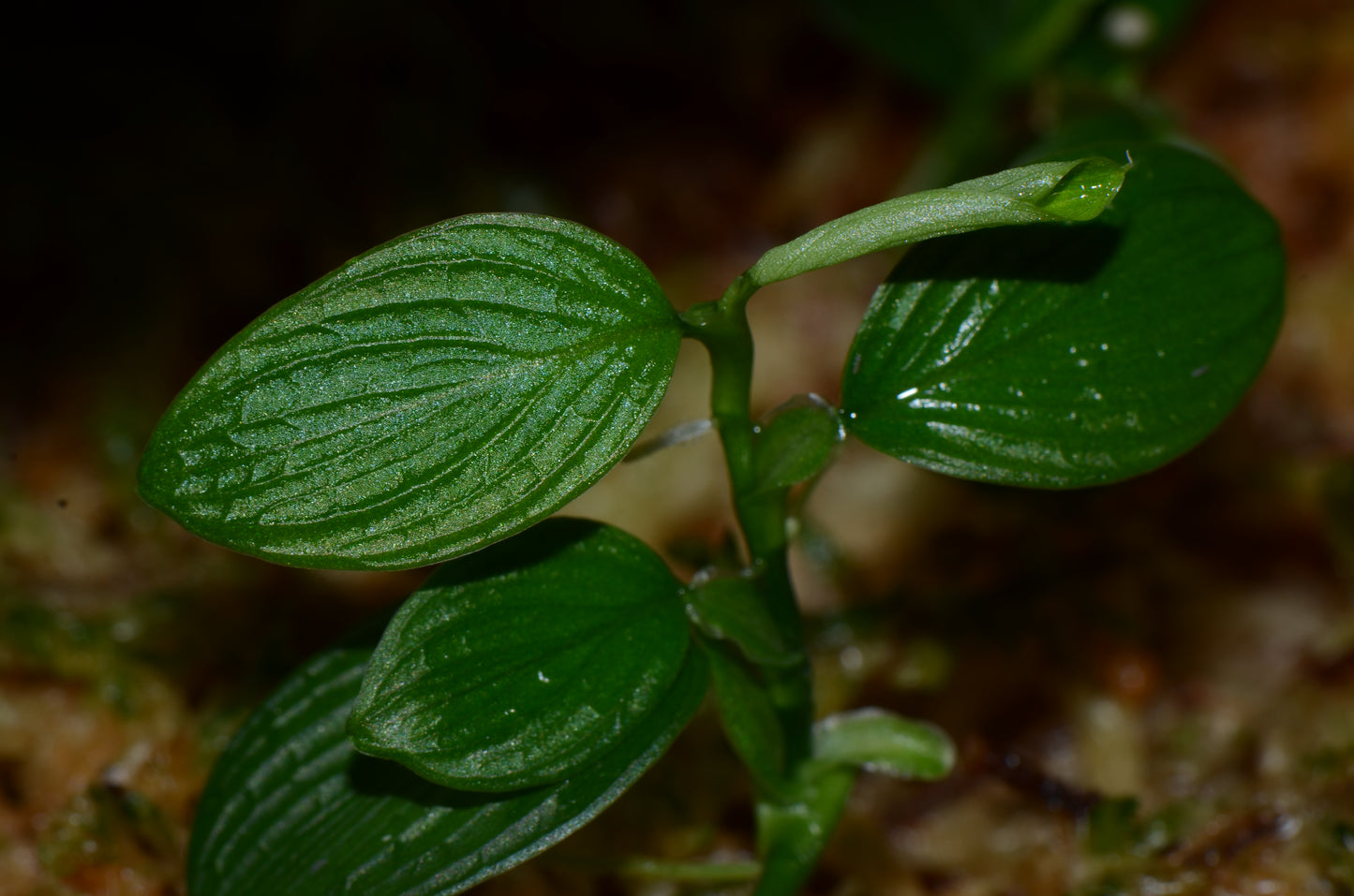 Philodendron sp. "Mini Sanitiago"