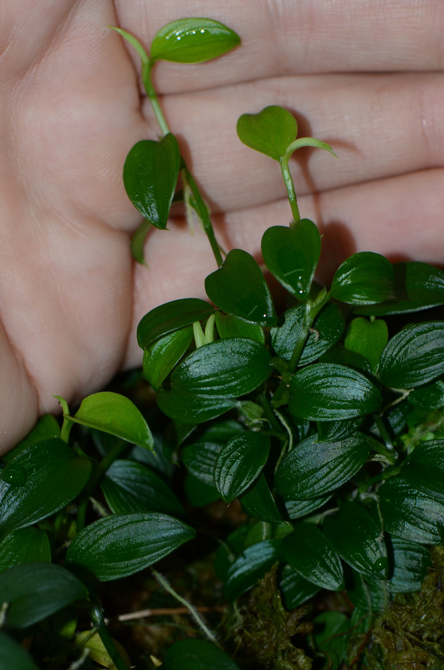 Philodendron sp. "Condor Mini"