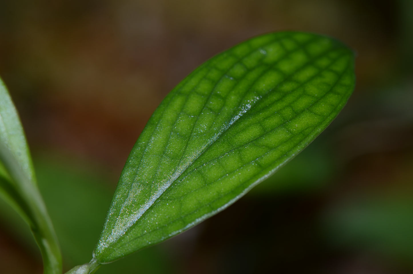 Philodendron sp. "Droopy"