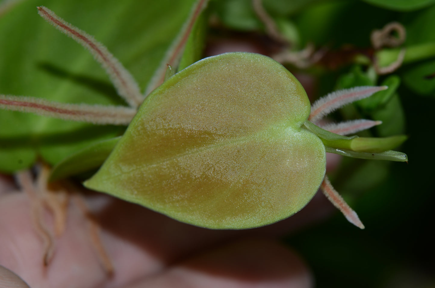 Philodendron sp. Loreto