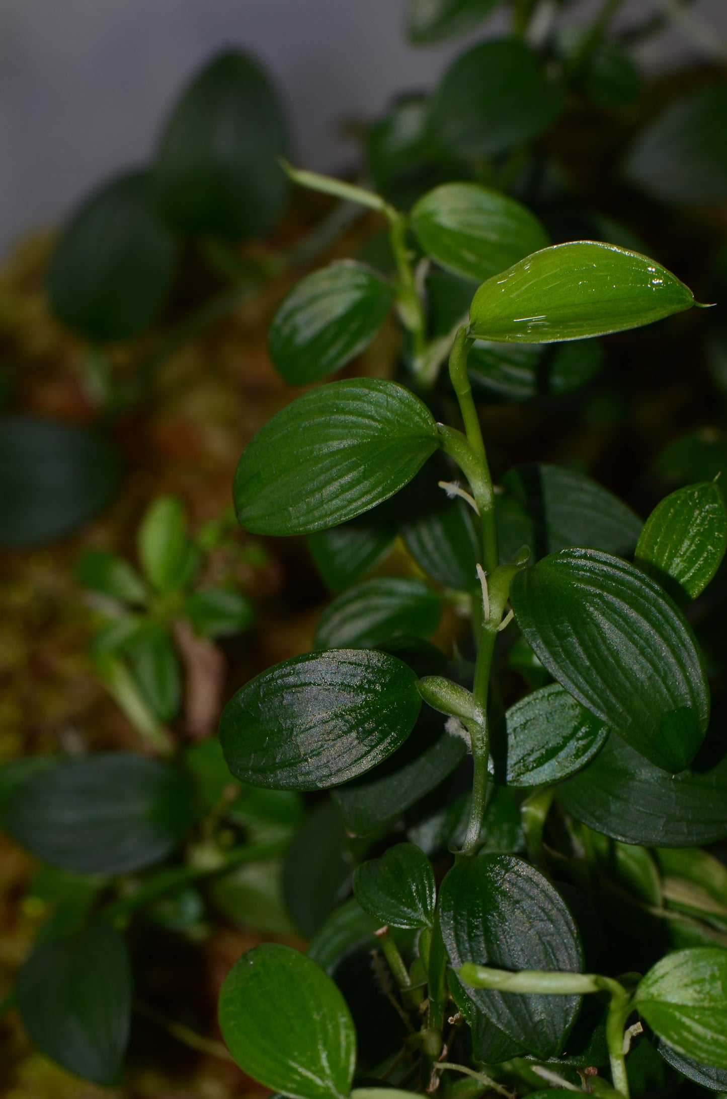 Philodendron sp. "Condor Mini"