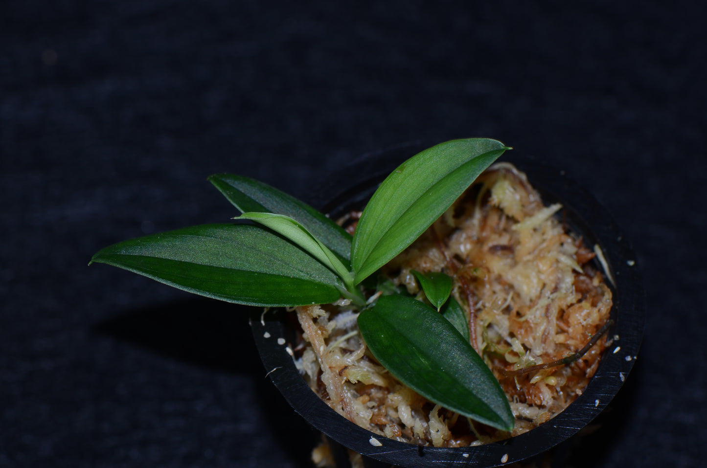 Philodendron sp. "Mini Nauta"
