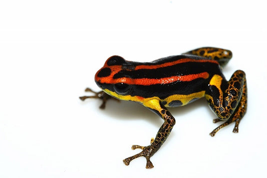 Ranitomeya uakarii "Gold Leg"