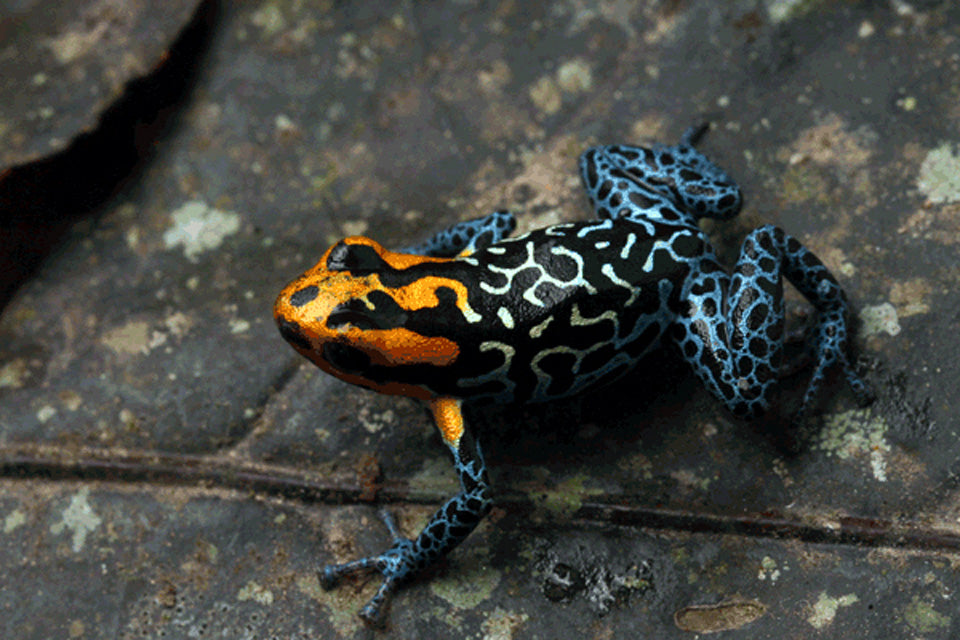 Ranitomeya fantastica "Lowland"