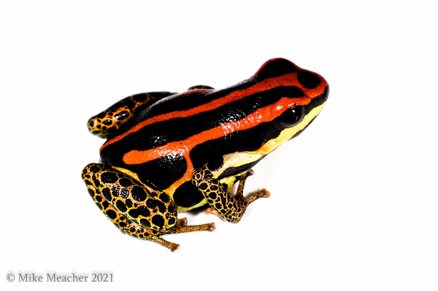 Ranitomeya uakarii "Gold Leg"
