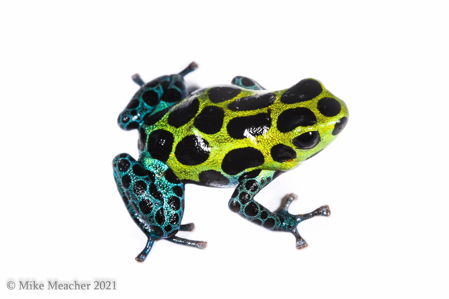 Ranitomeya variabilis "Southern"
