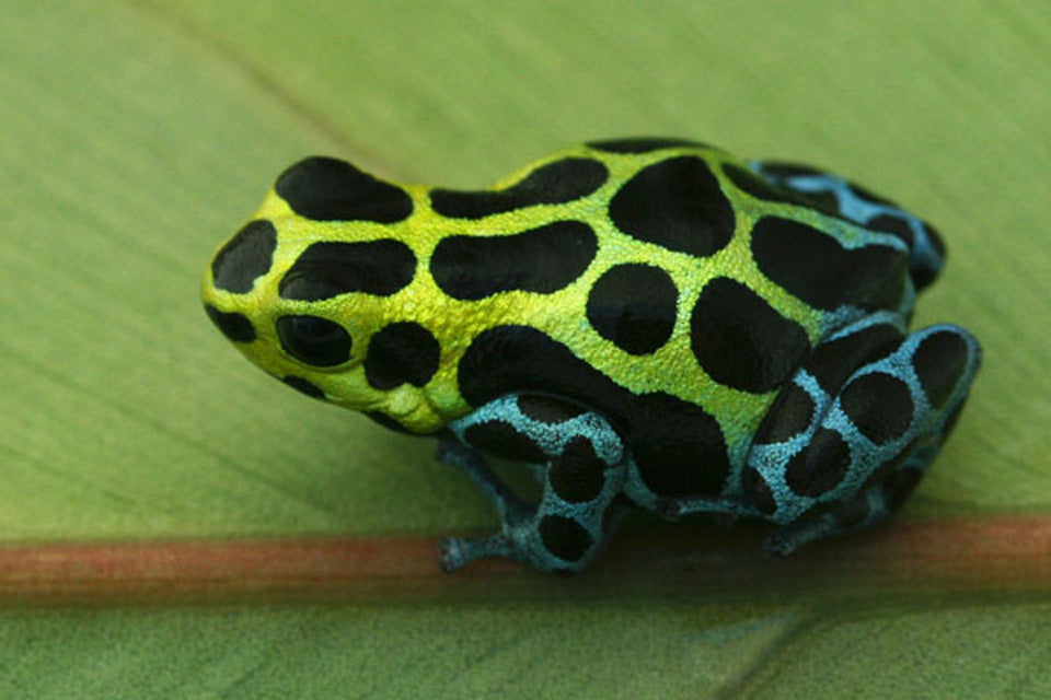 Ranitomeya variabilis "Southern"