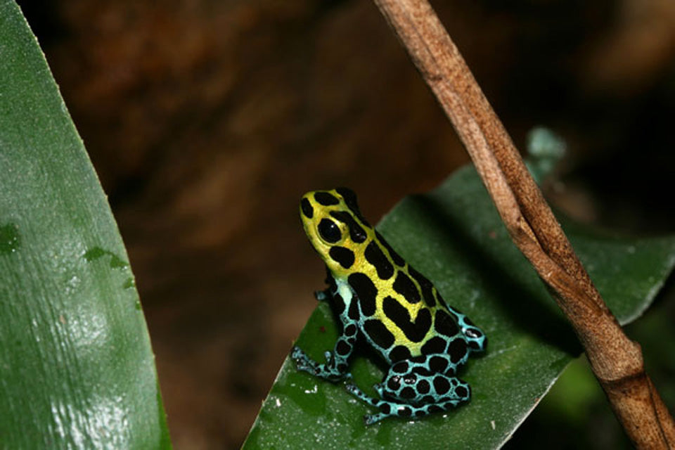 Ranitomeya variabilis