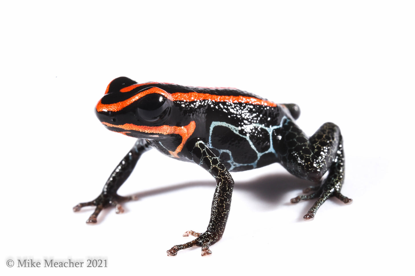 Ranitomeya ventrimaculata