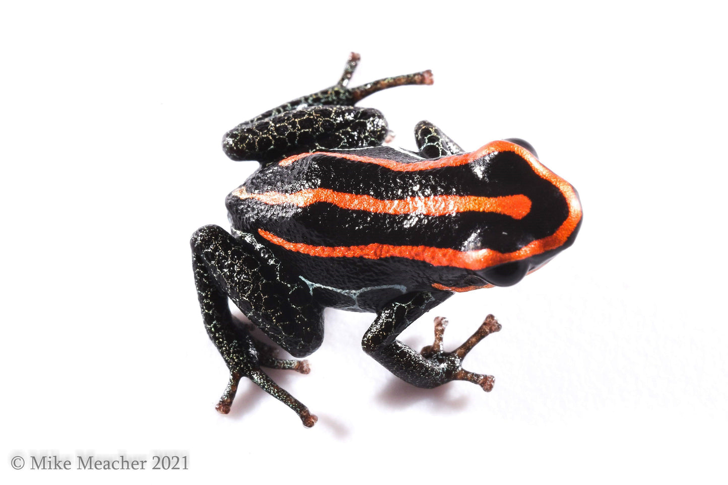 Ranitomeya ventrimaculata