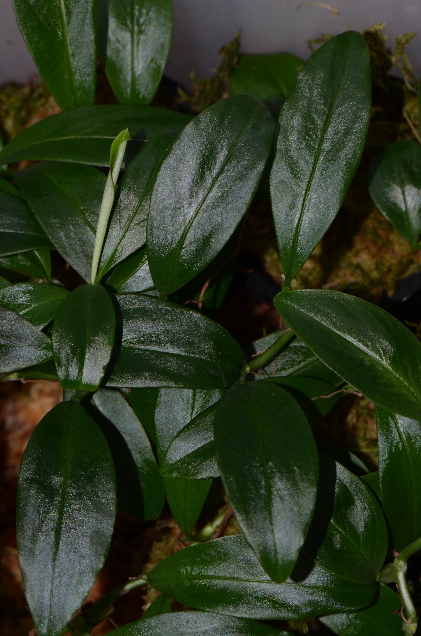 Rhodospatha sp "Peru"