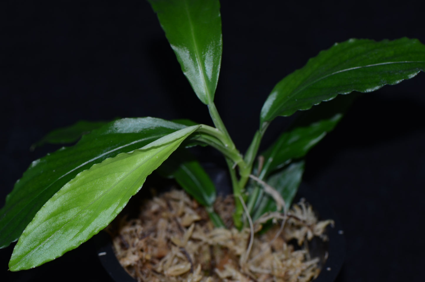 Rhodospatha sp. Costa Rica