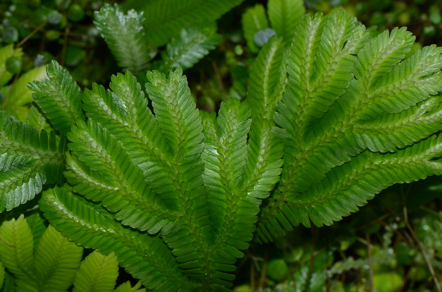 Selaginella aff speciosa "Saposoa"