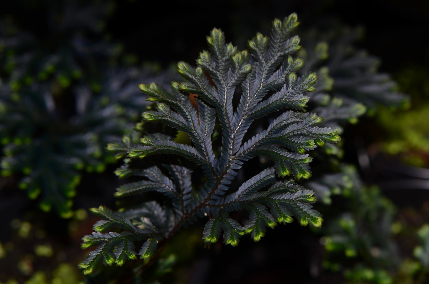 Selaginella erythropus